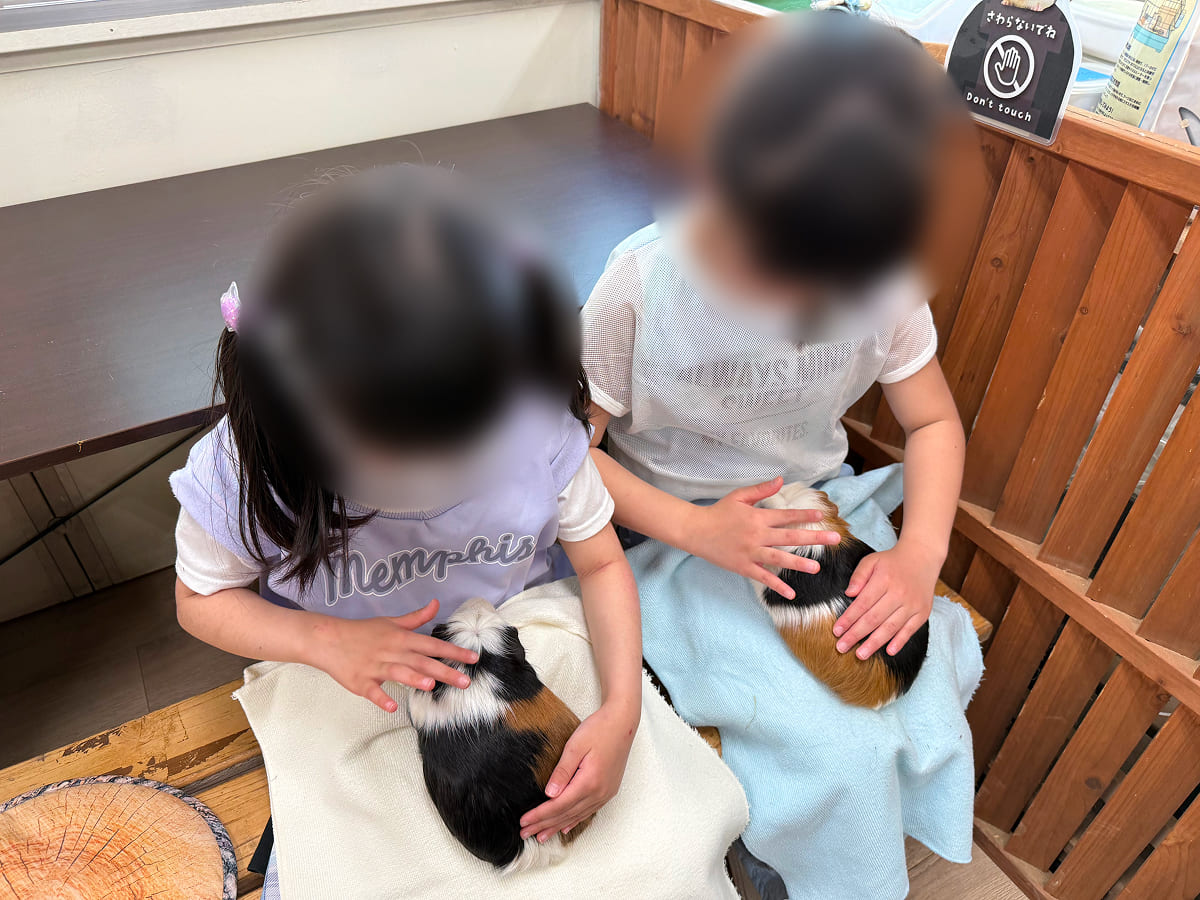 成田ゆめ牧場 もるタイムの抱っこでふれあい体験