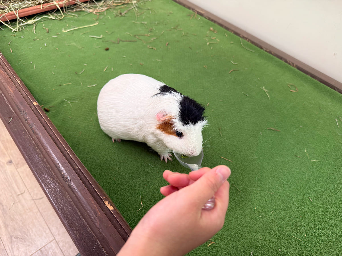 成田ゆめ牧場 もるタイムのエサあげ体験