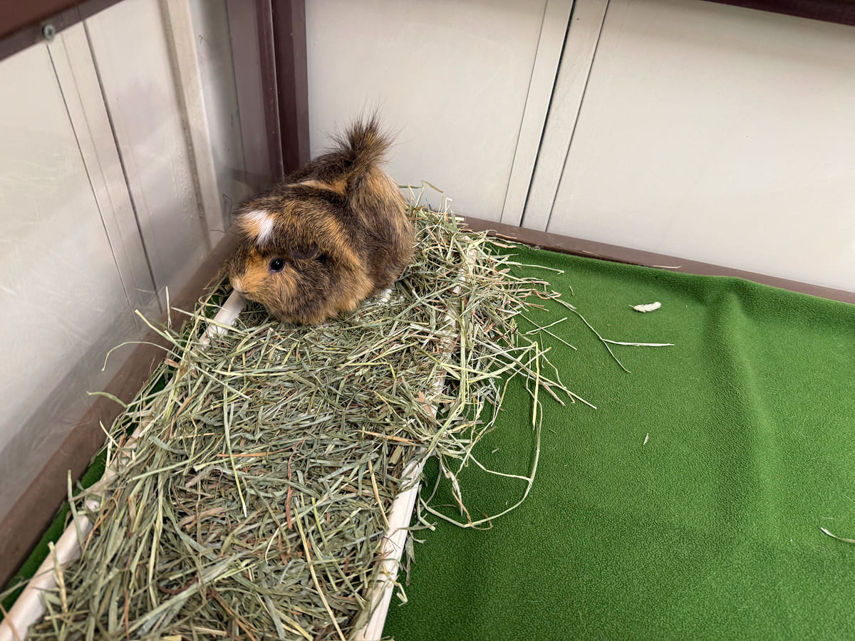 成田ゆめ牧場 もるタイムのふれあい体験
