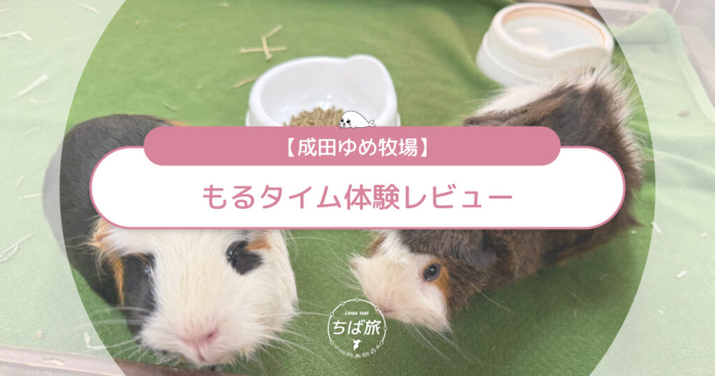 成田ゆめ牧場「もるタイム」体験レビュー！モルモットとのふれあい・エサあげ