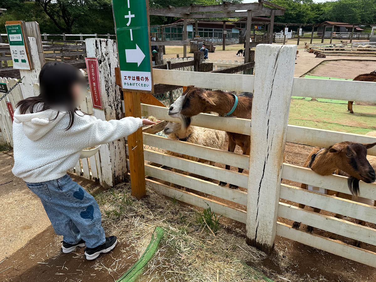 成田ゆめ牧場 やぎ・ひつじのエサあげ体験