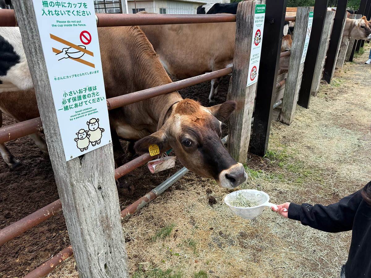 成田ゆめ牧場 牛のエサあげ体験