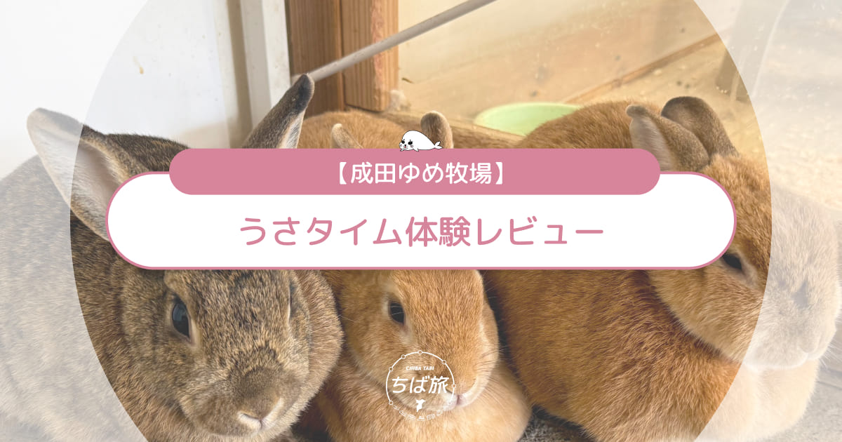 成田ゆめ牧場「うさタイム」体験レビュー！うさぎとのふれあい・エサあげ