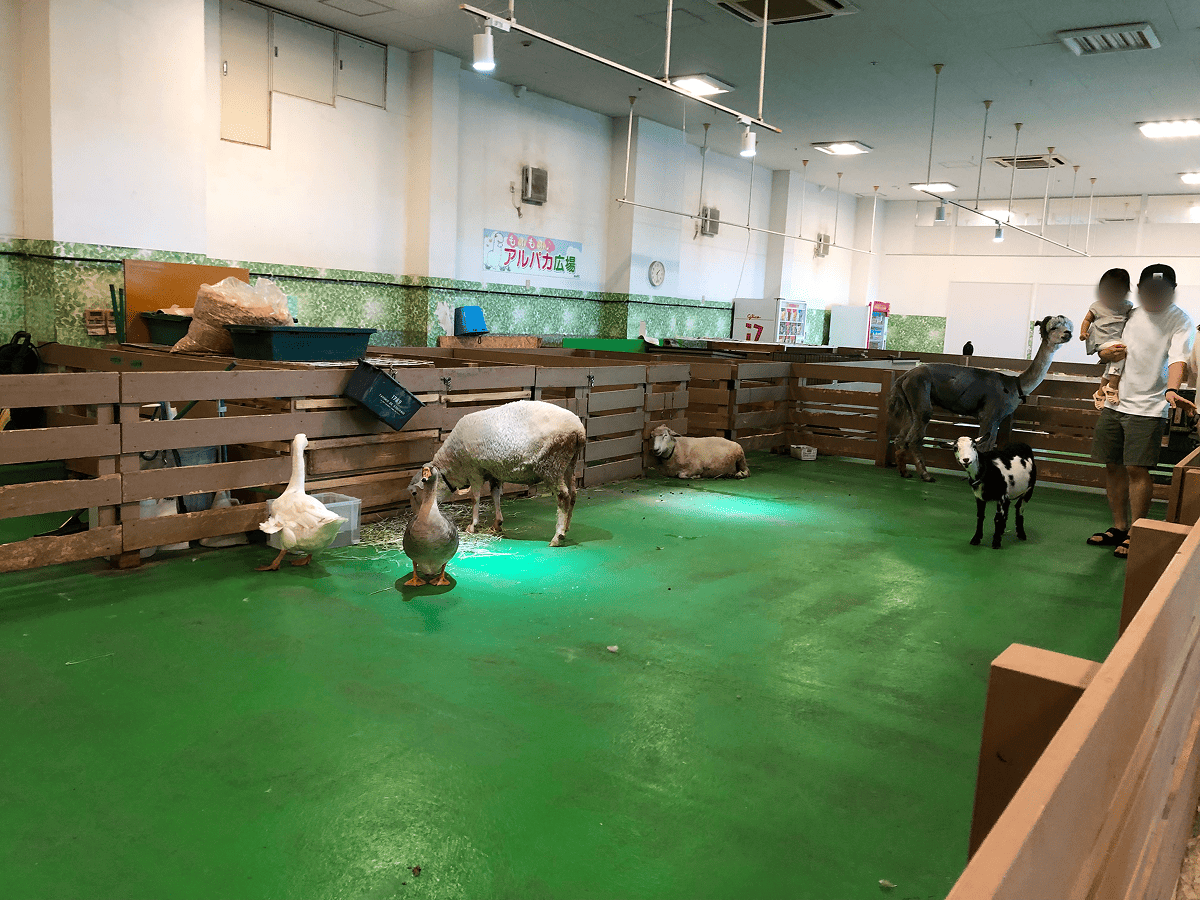 Moff animal world ファームどうぶつ広場の様子