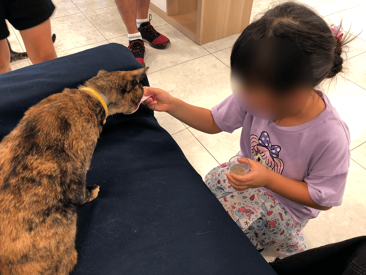 Moff animal world ねこへのエサやり体験