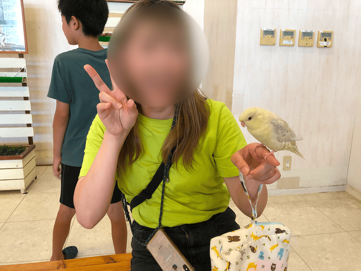Moff animal world インコが手に乗る様子