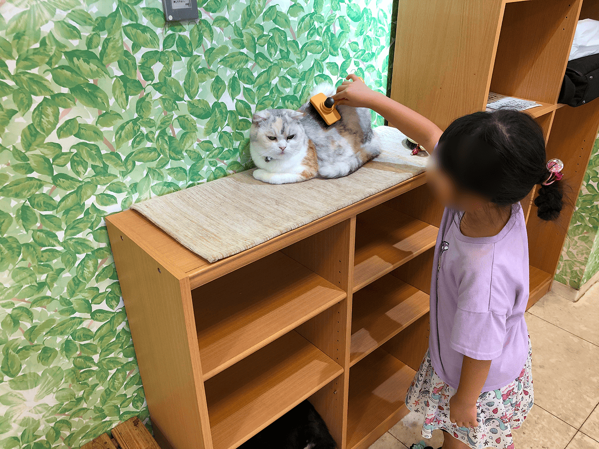 Moff animal world ねこのブラッシング