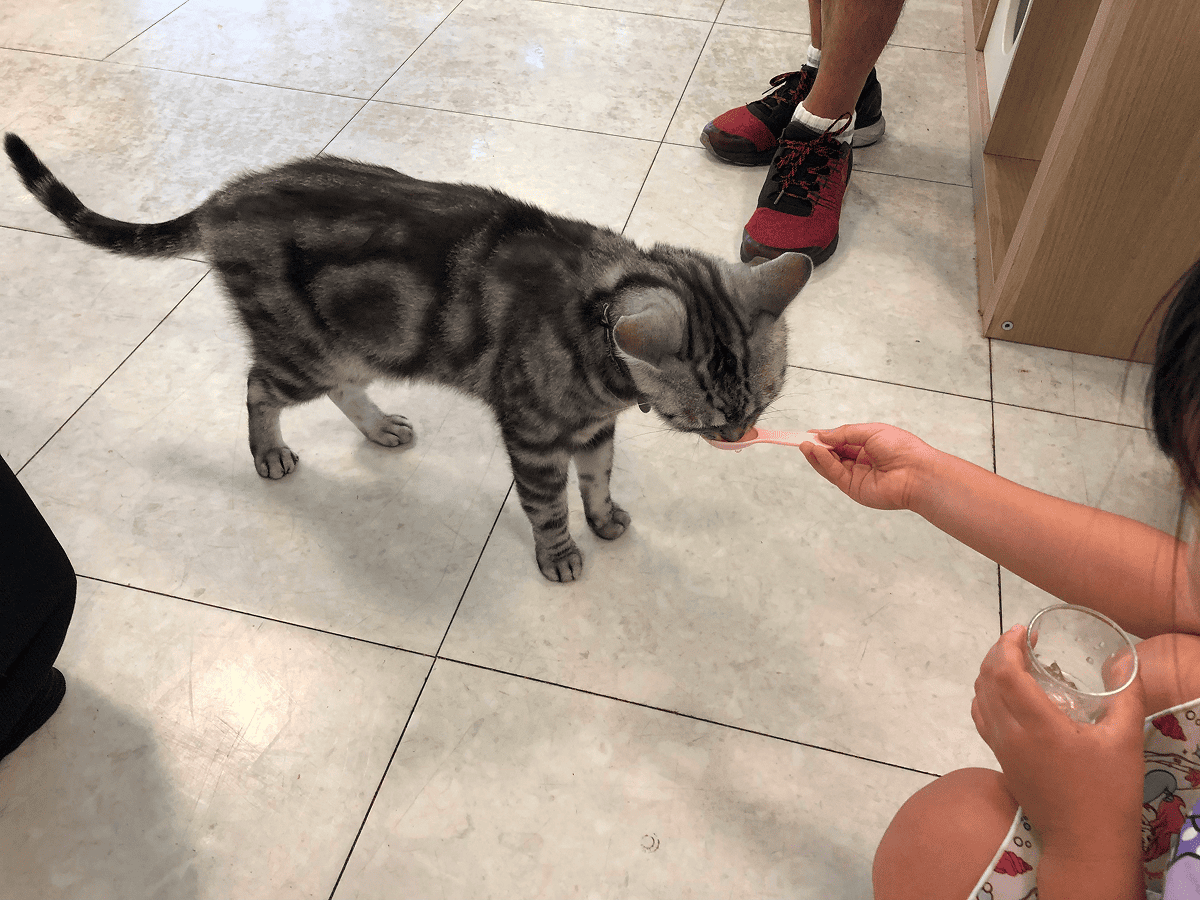 Moff animal world ねこちゃんへのエサやり体験