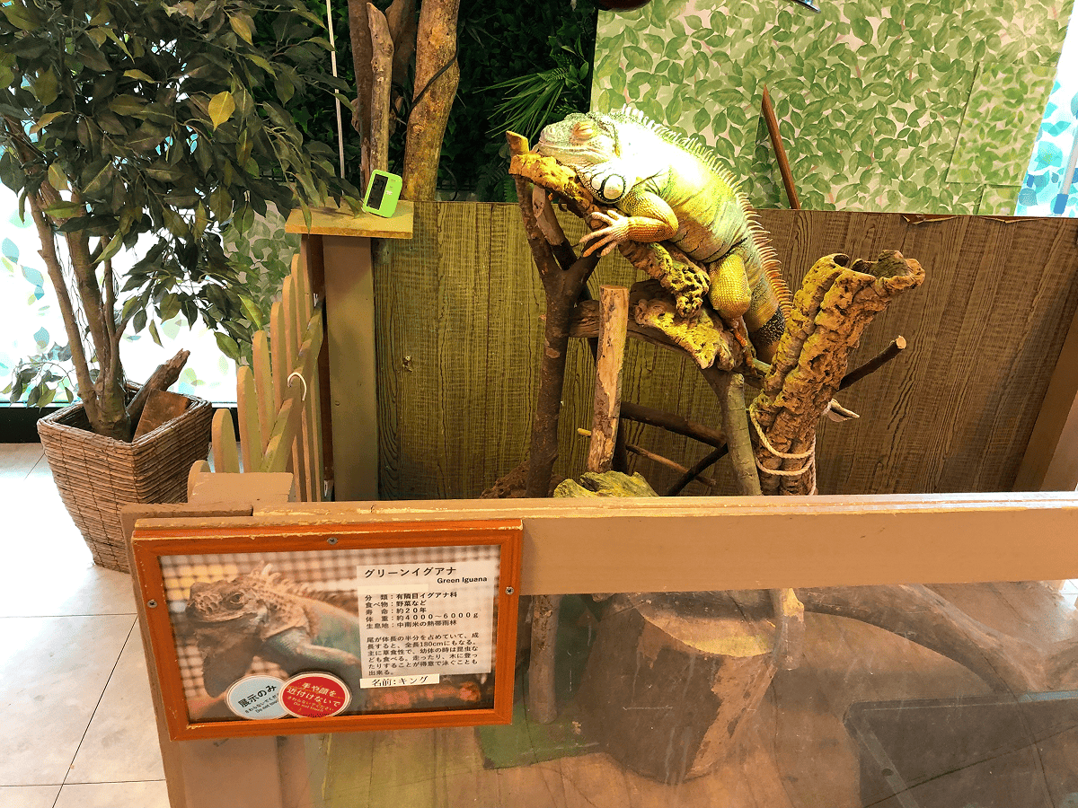 Moff animal world イグアナもいるよ