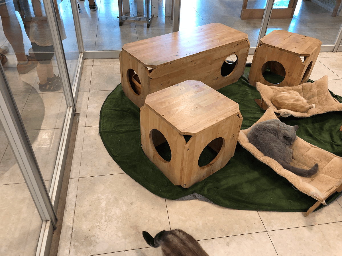Moff animal world ねこエリアの様子