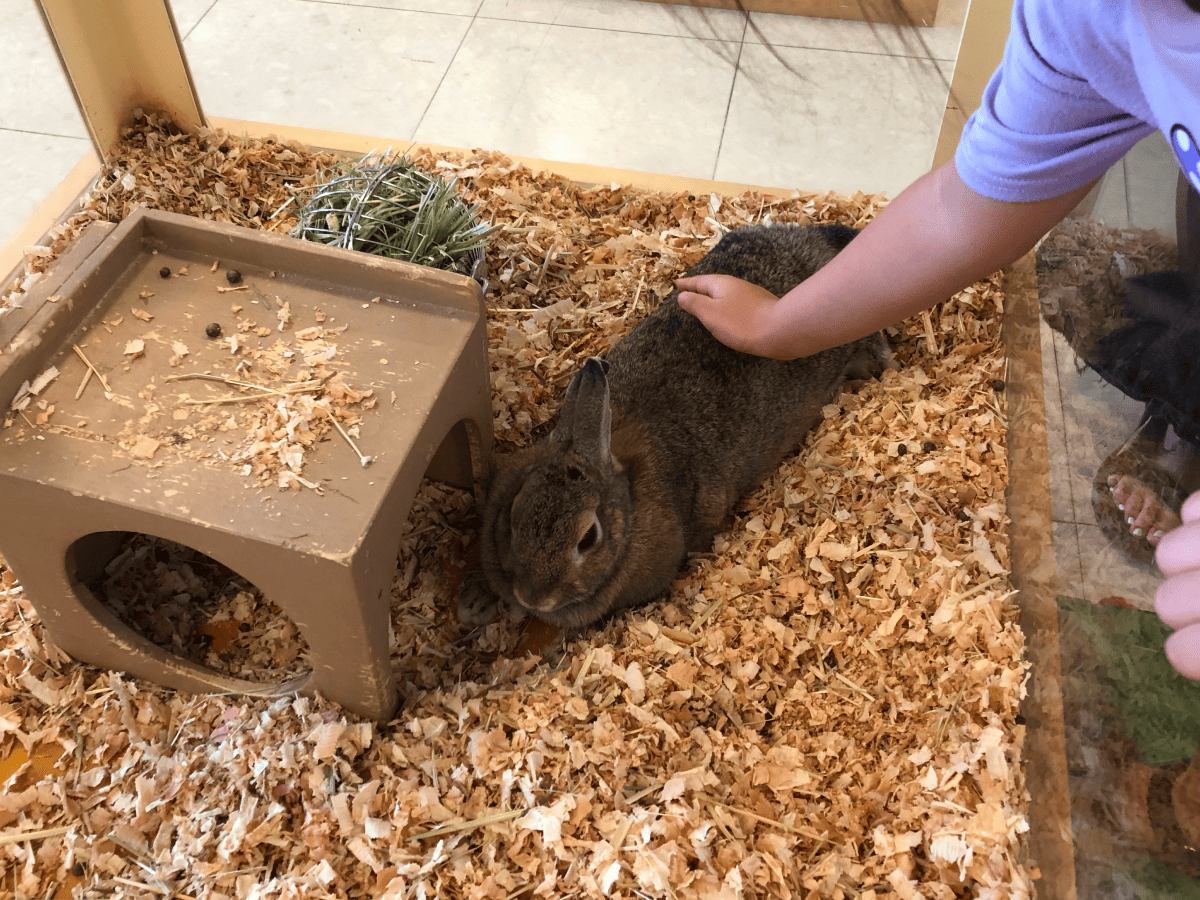 Moff animal world ウサギとのふれあい