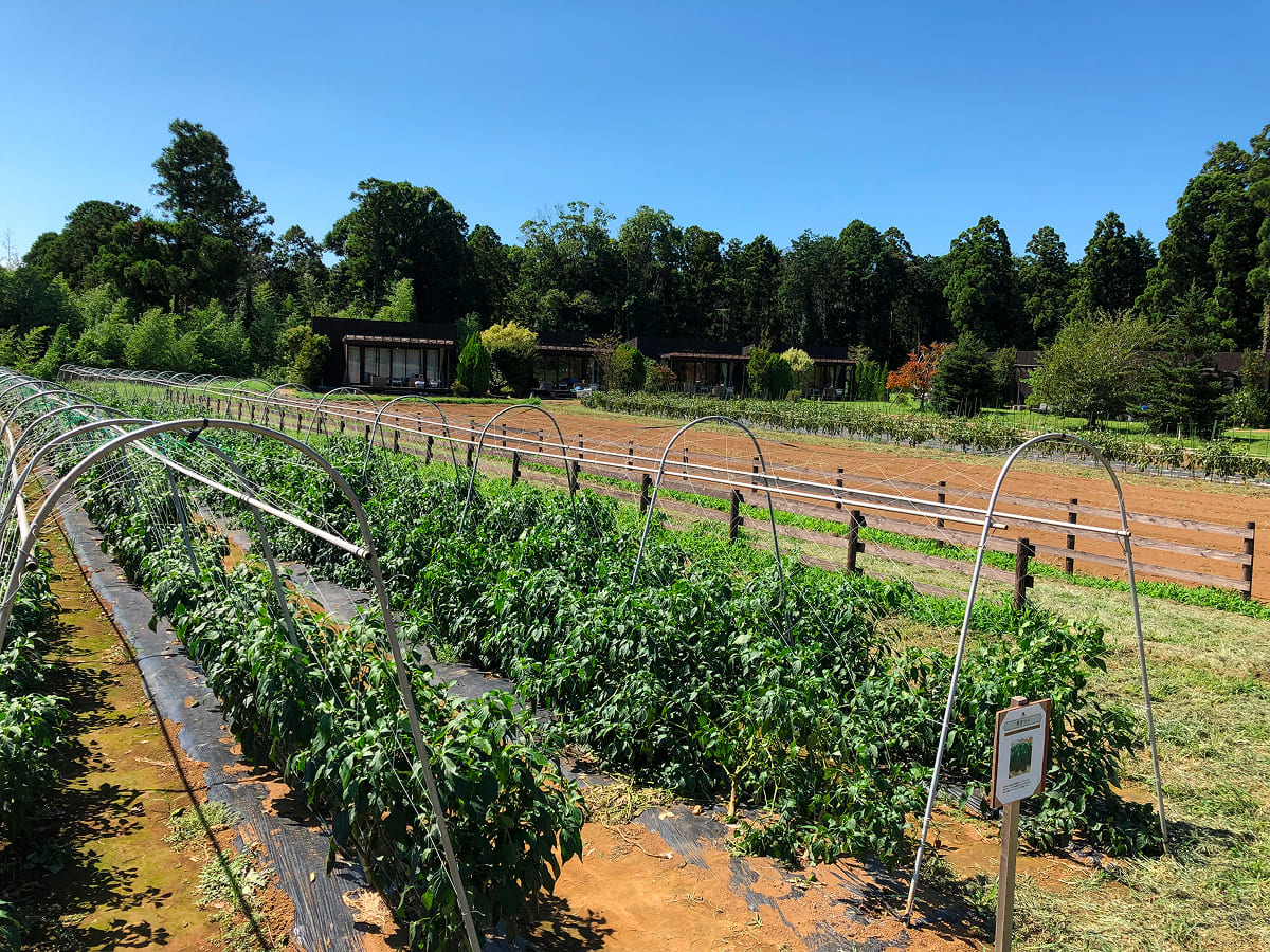 農園リゾート THE FARM 収穫体験エリア