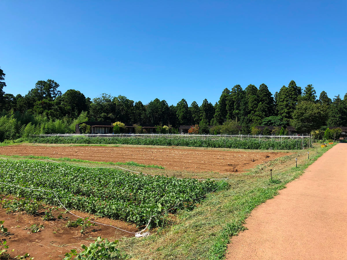 農園リゾート THE FARM 収穫体験エリア