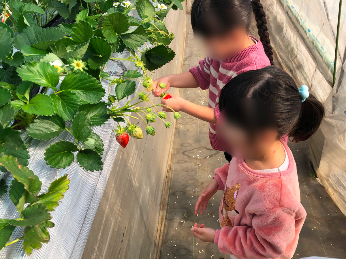 じゃらん遊び体験チケットでいちご狩りに行った時の様子